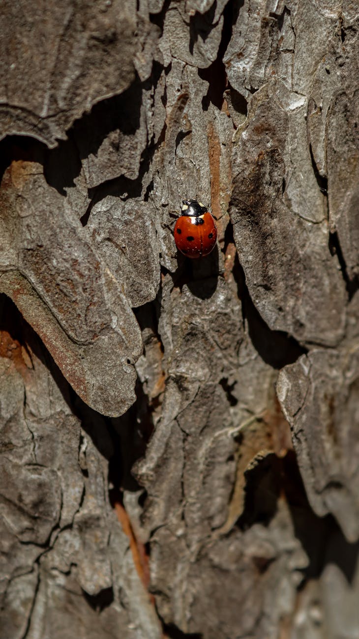 Video seo: strategies for higher search rankings