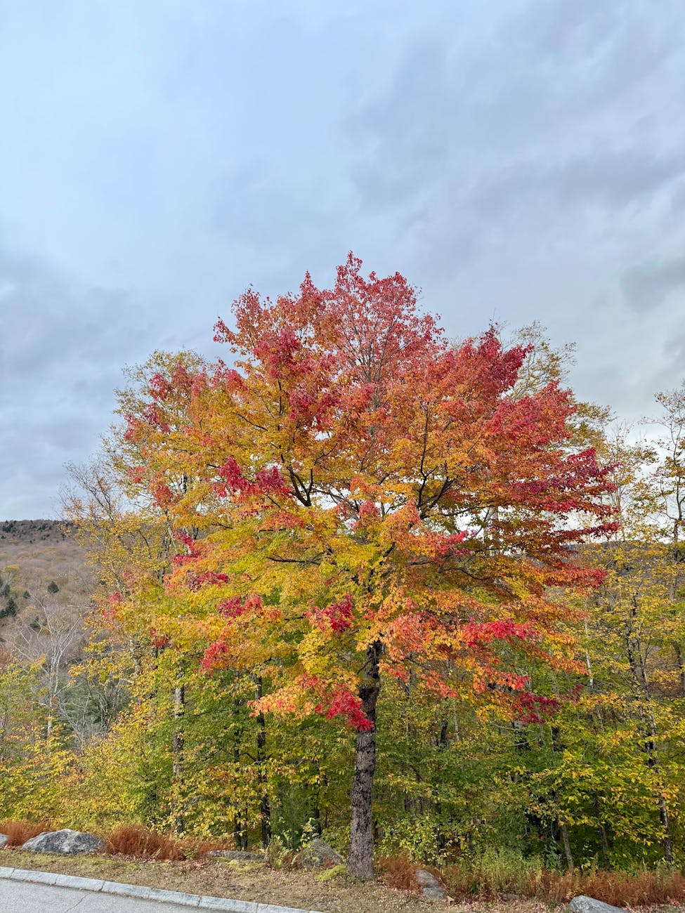 Maximize ecommerce visibility with advanced SEO